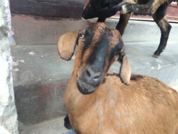For example, what happens to this adorable goat? 